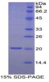 SDS-PAGE (MOG-633H).jpg